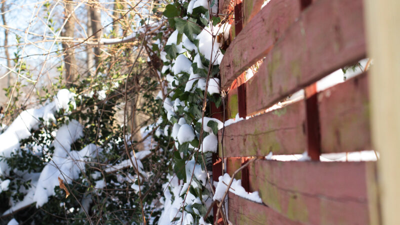 red fence in snow