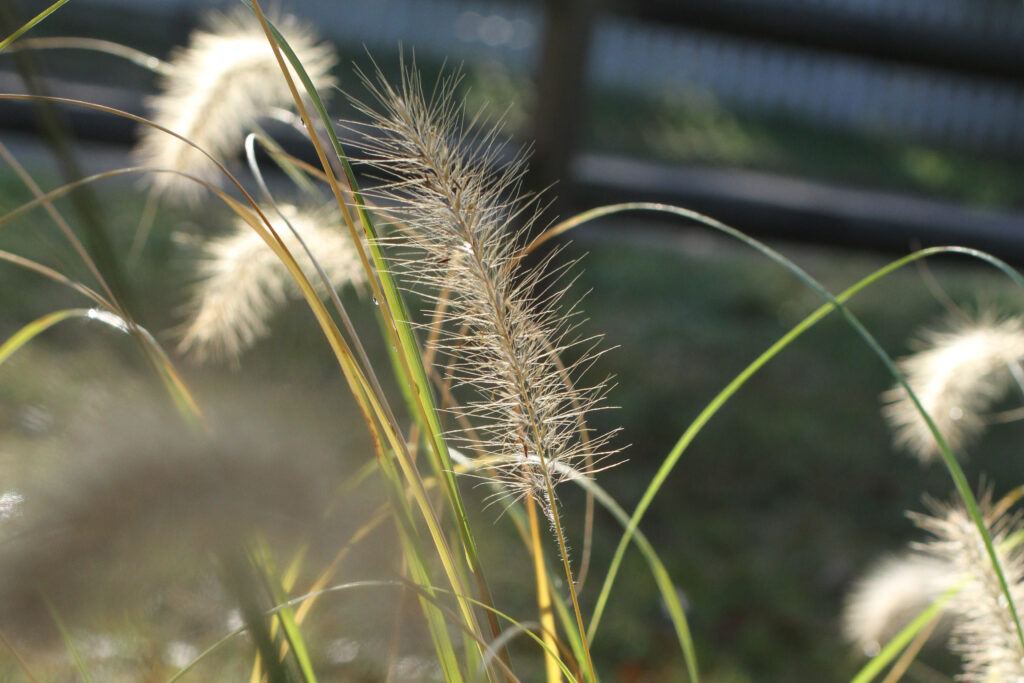 morning light