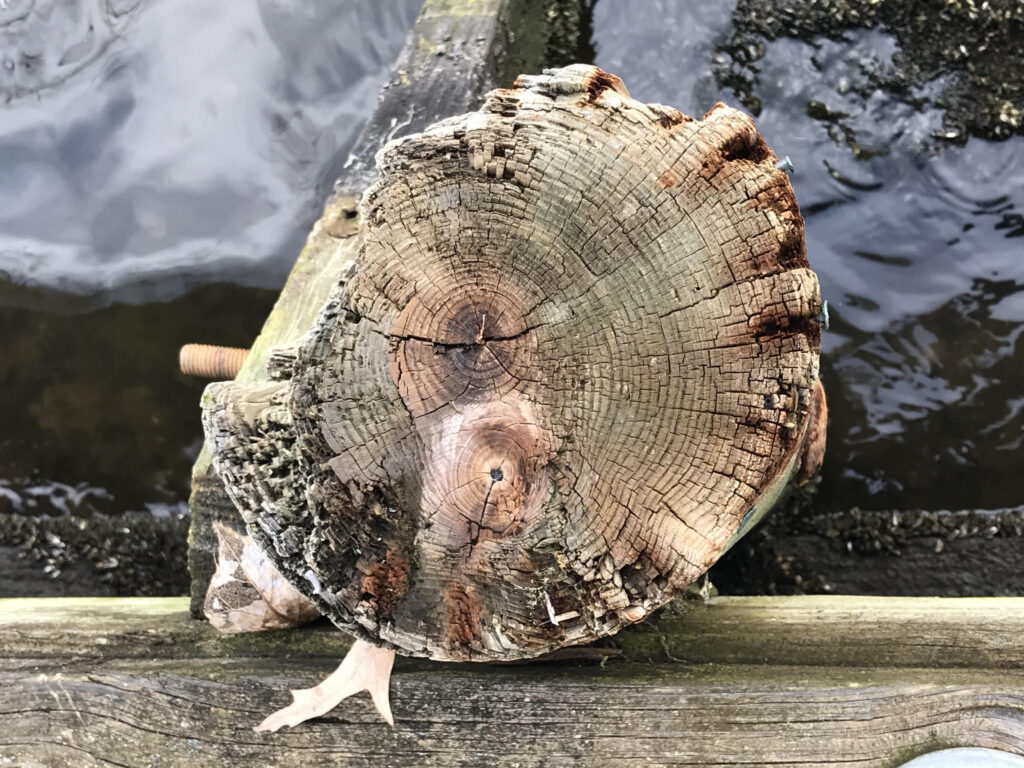 pier piling