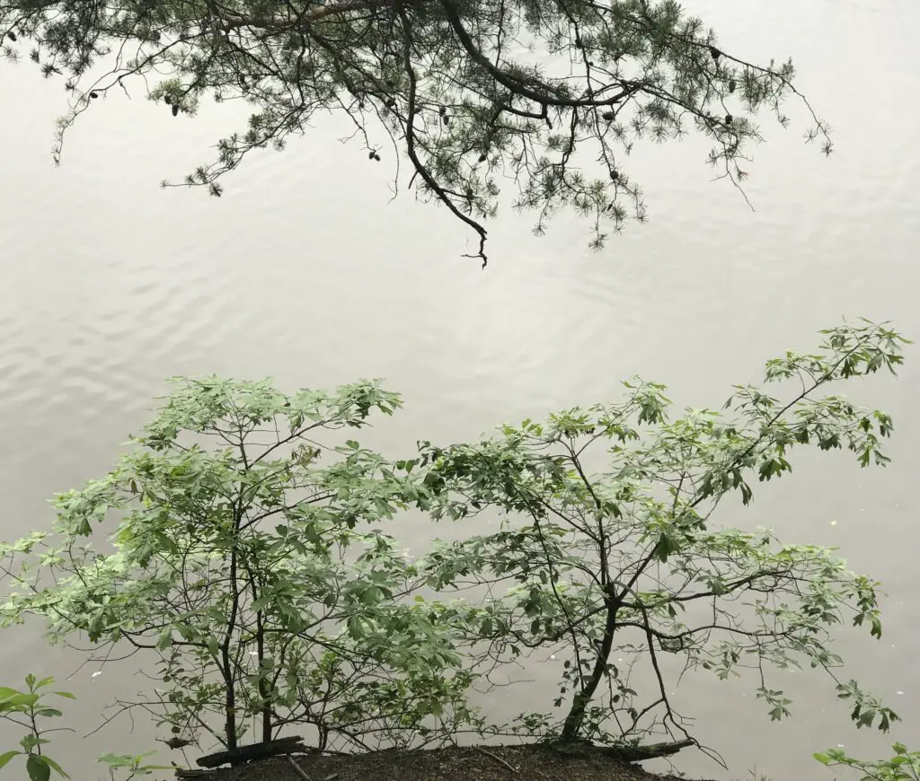 trees by a river