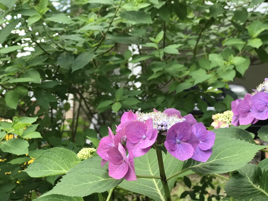 pink hydrangea