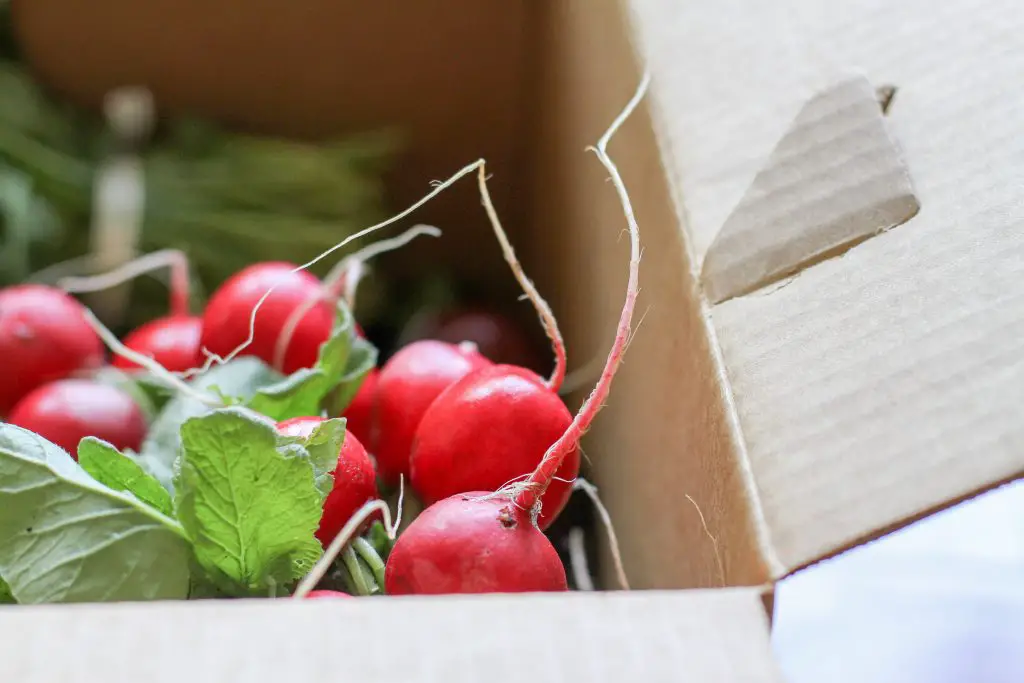 radishes in cardboard box