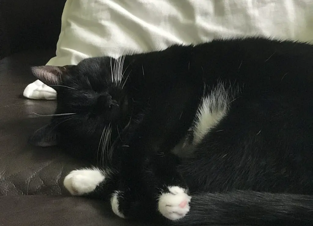 sleeping tuxedo cat