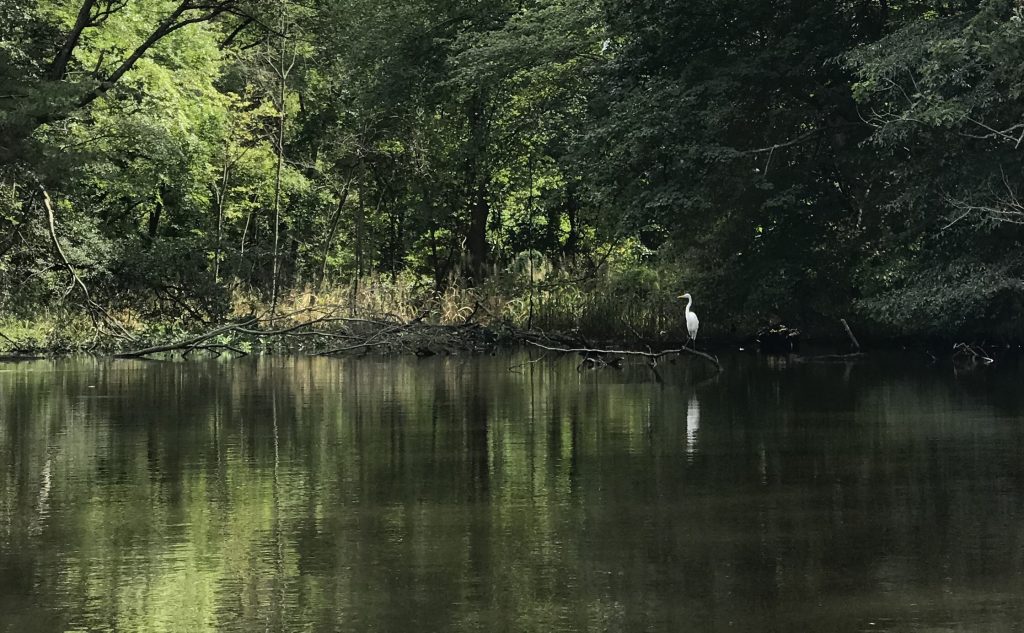 white bird standing in water