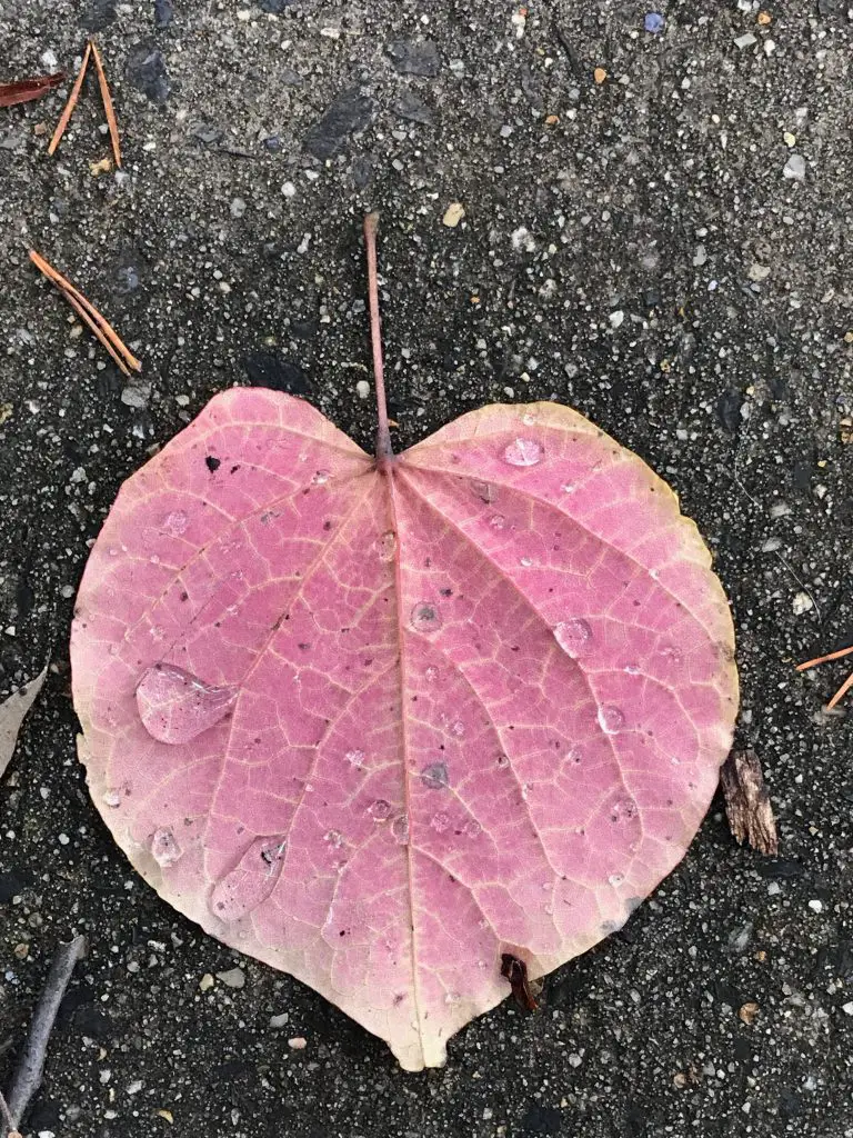 redbud tree leaf