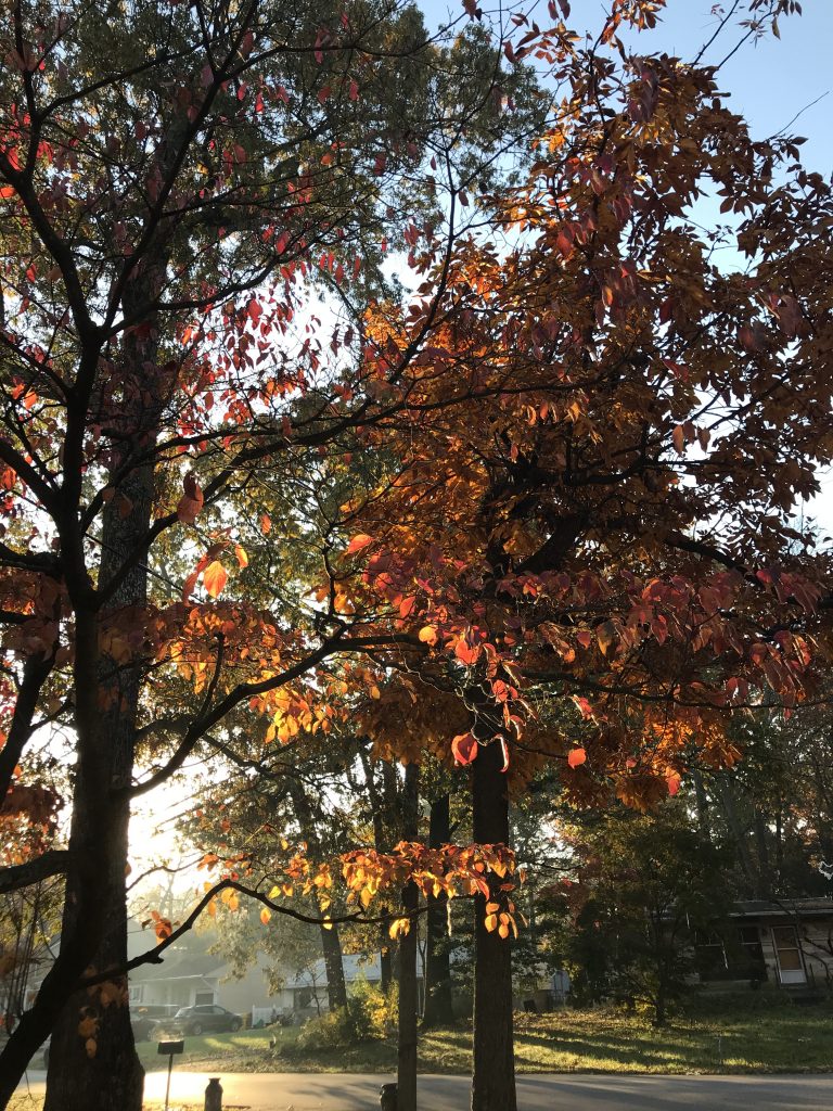 fall leaves in the morning sun