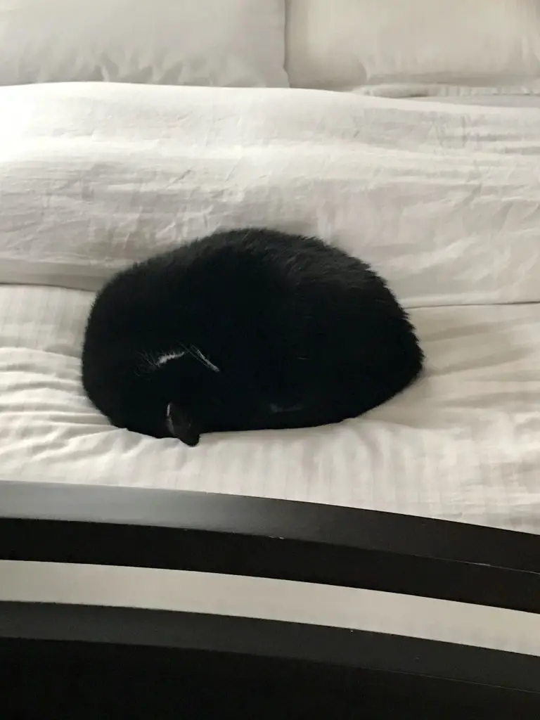 Black cat curled up on white sheets.