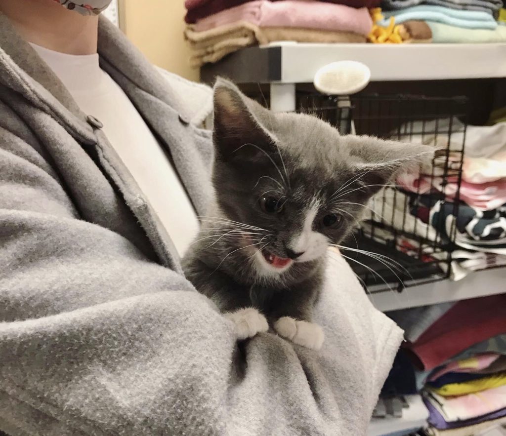 Gray kitten with white whiskers, in Sonia's arms.