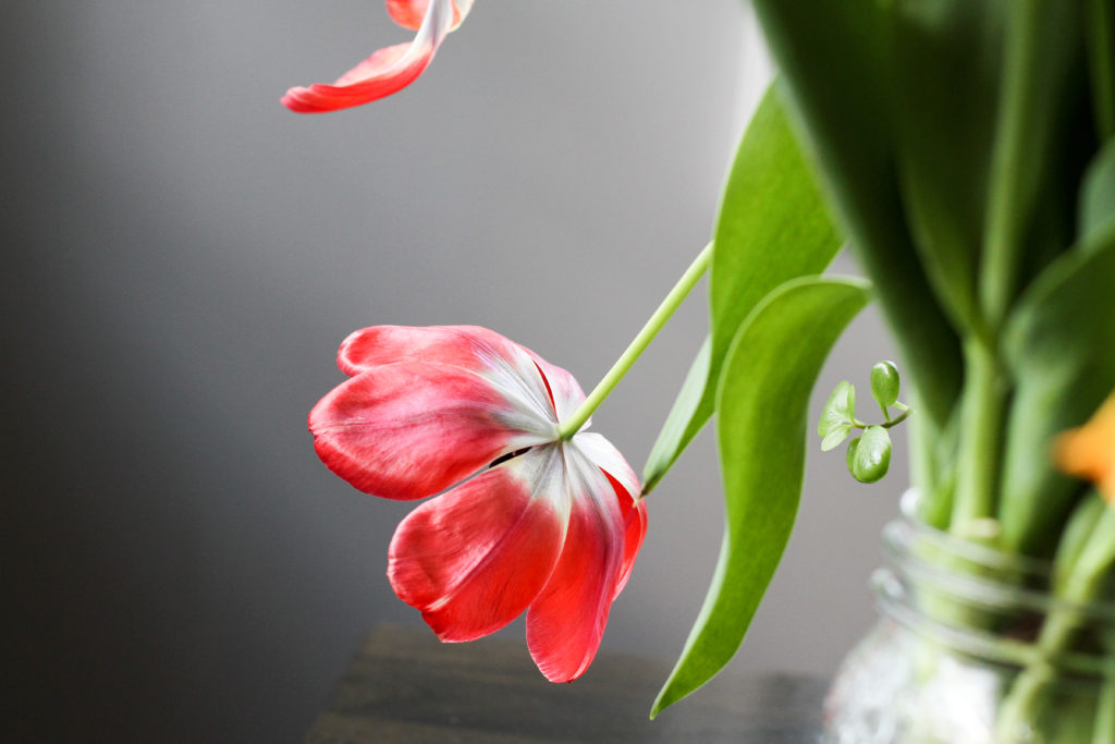 Downward-facing red tulip.