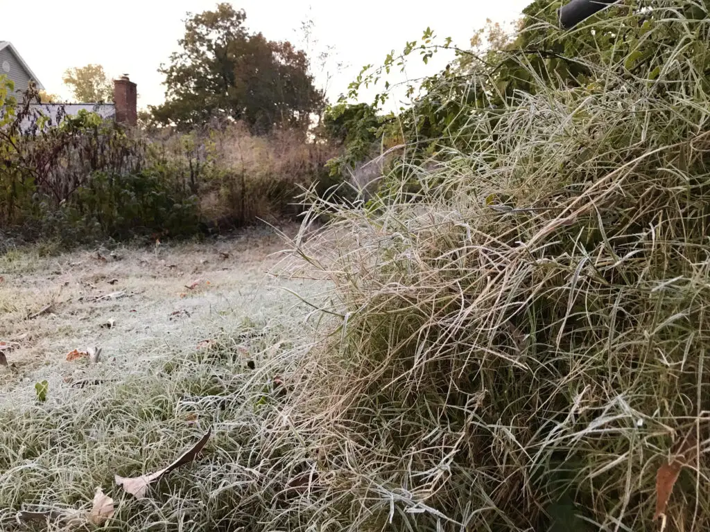 Grasses covered in morning frost.