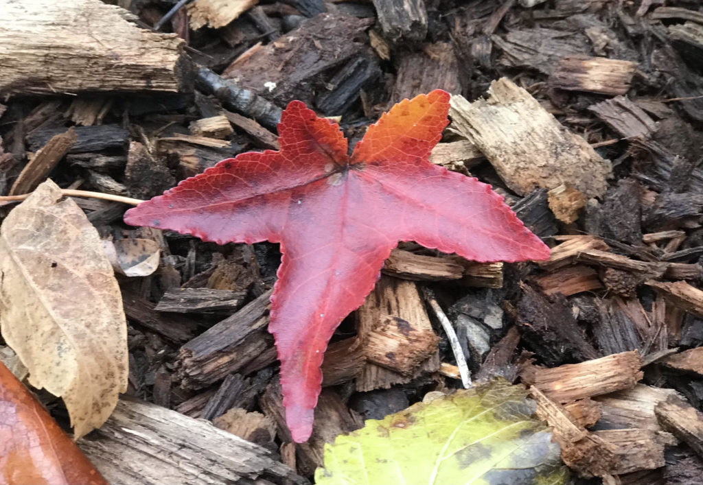 a red leaf on top of mulch.