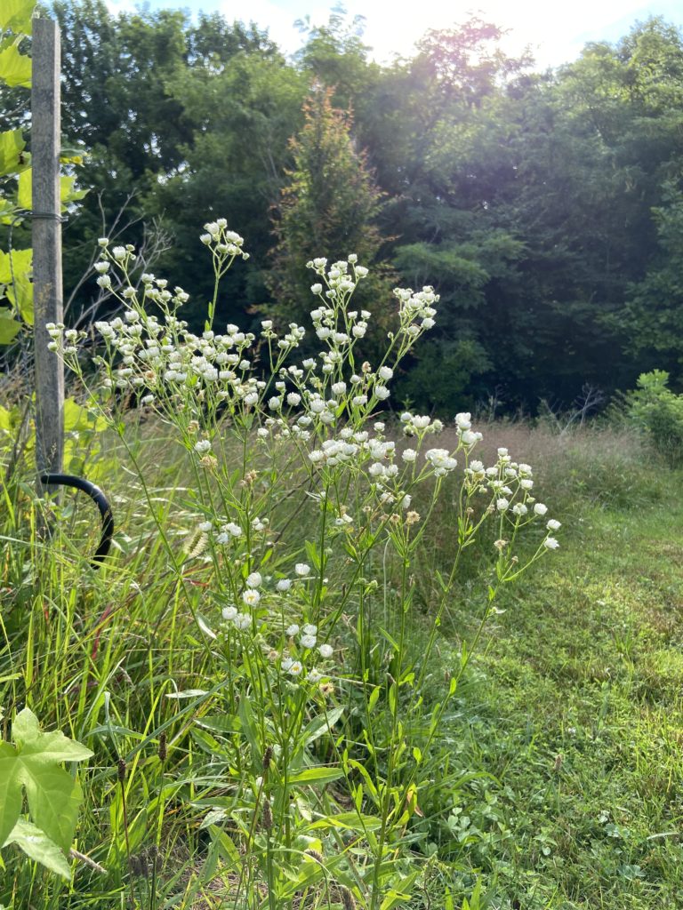 wildflower in morning sun.