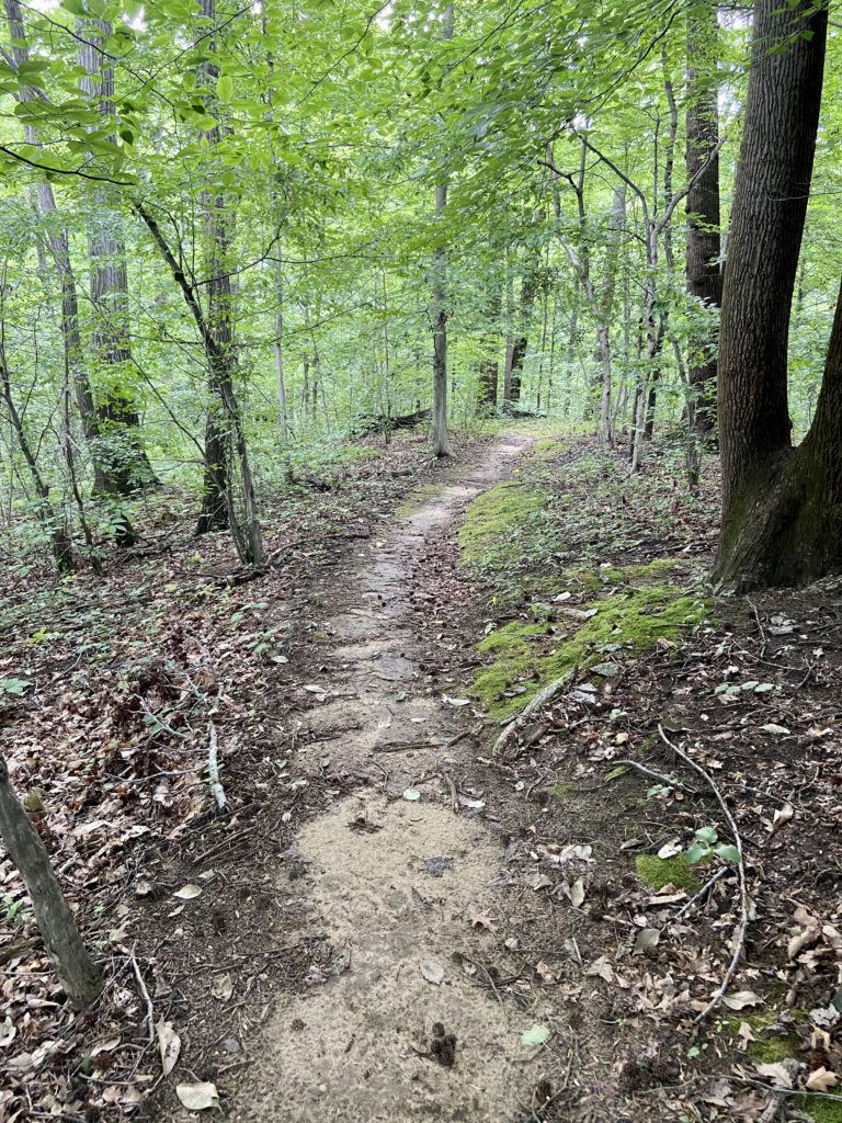 path in the woods.