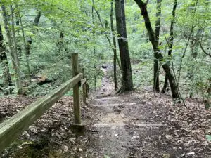 path in woods