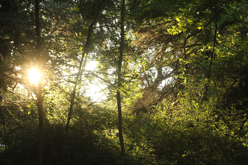 sun shining through trees.