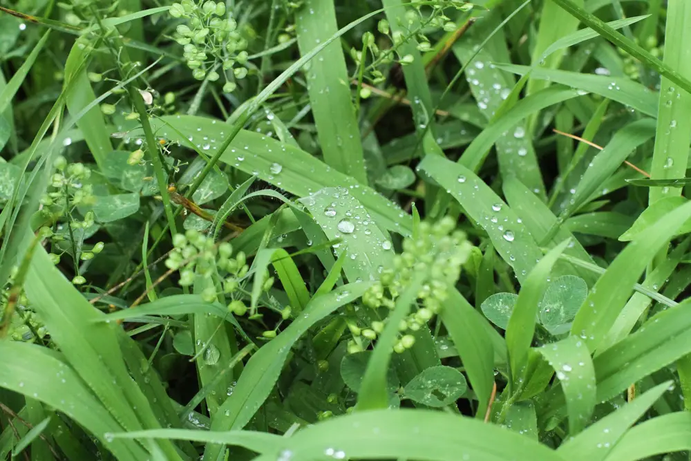 water droplets on blades of grass.
