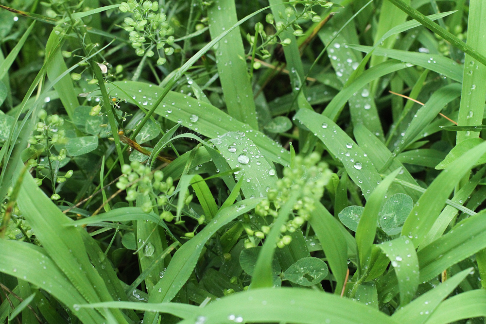 water droplets on blades of grass.