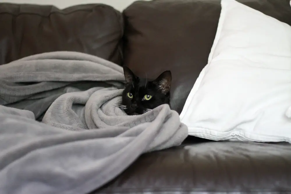 Cat under a blanket on the sofa.