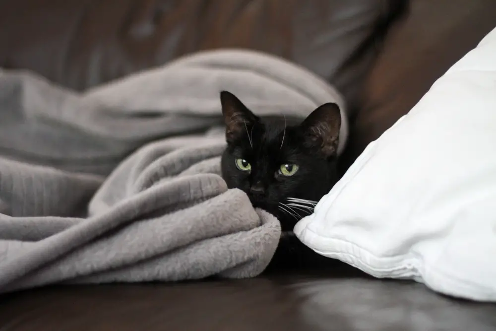 cat under blanket.