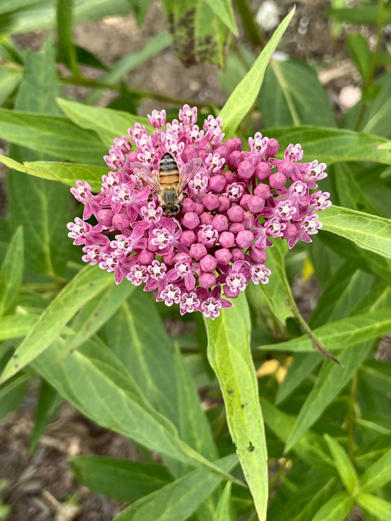 honeybee on pink cluster of flowers.