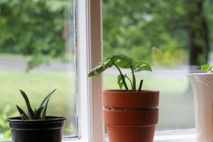 plant in window